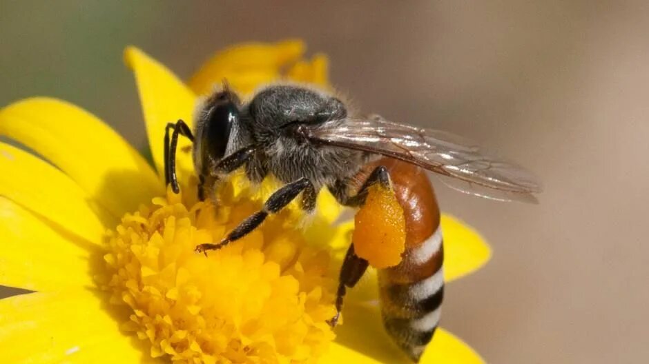 Macro os. Macro os