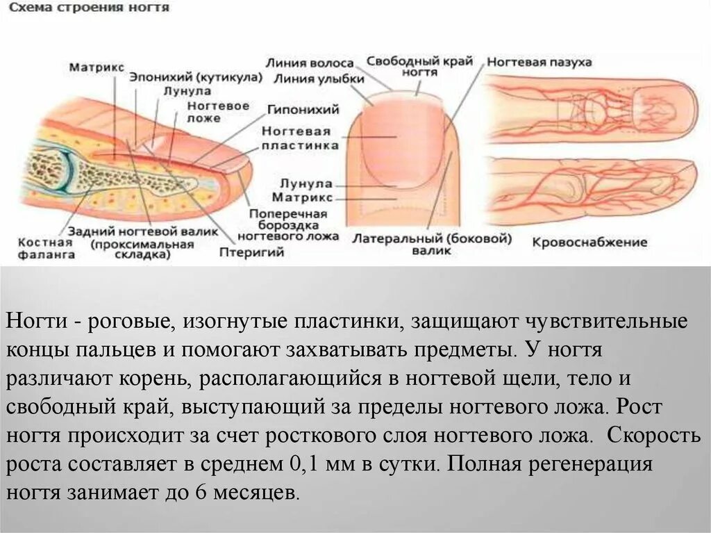 Онихобласты. Ноготь строение анатомия схема. Послойное строение ногтевой пластины. Строение ногтя ногтевое ложе. Строение пальца и ногтевой пластины.