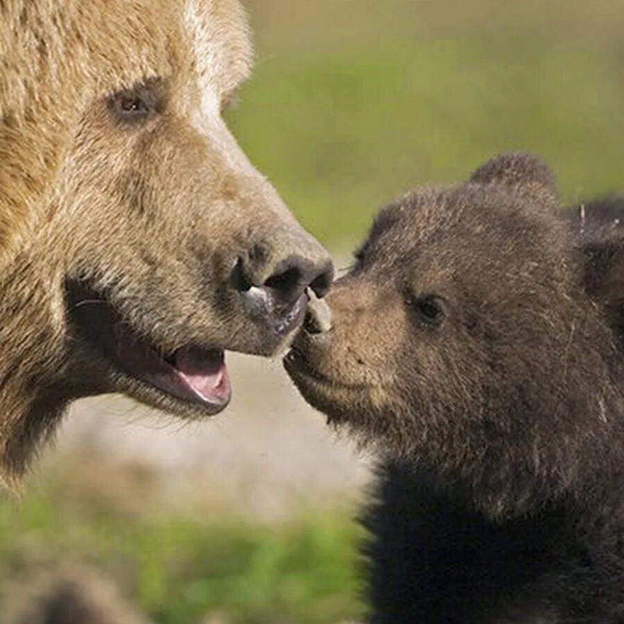 Ведомство медведица. Медведь и Медведица. Медвежата. Медведь с медвежонком. Медведица защищает медвежат.
