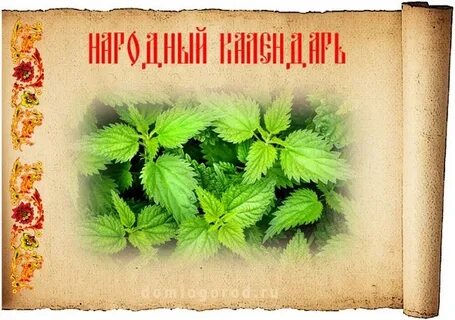 День крапивы