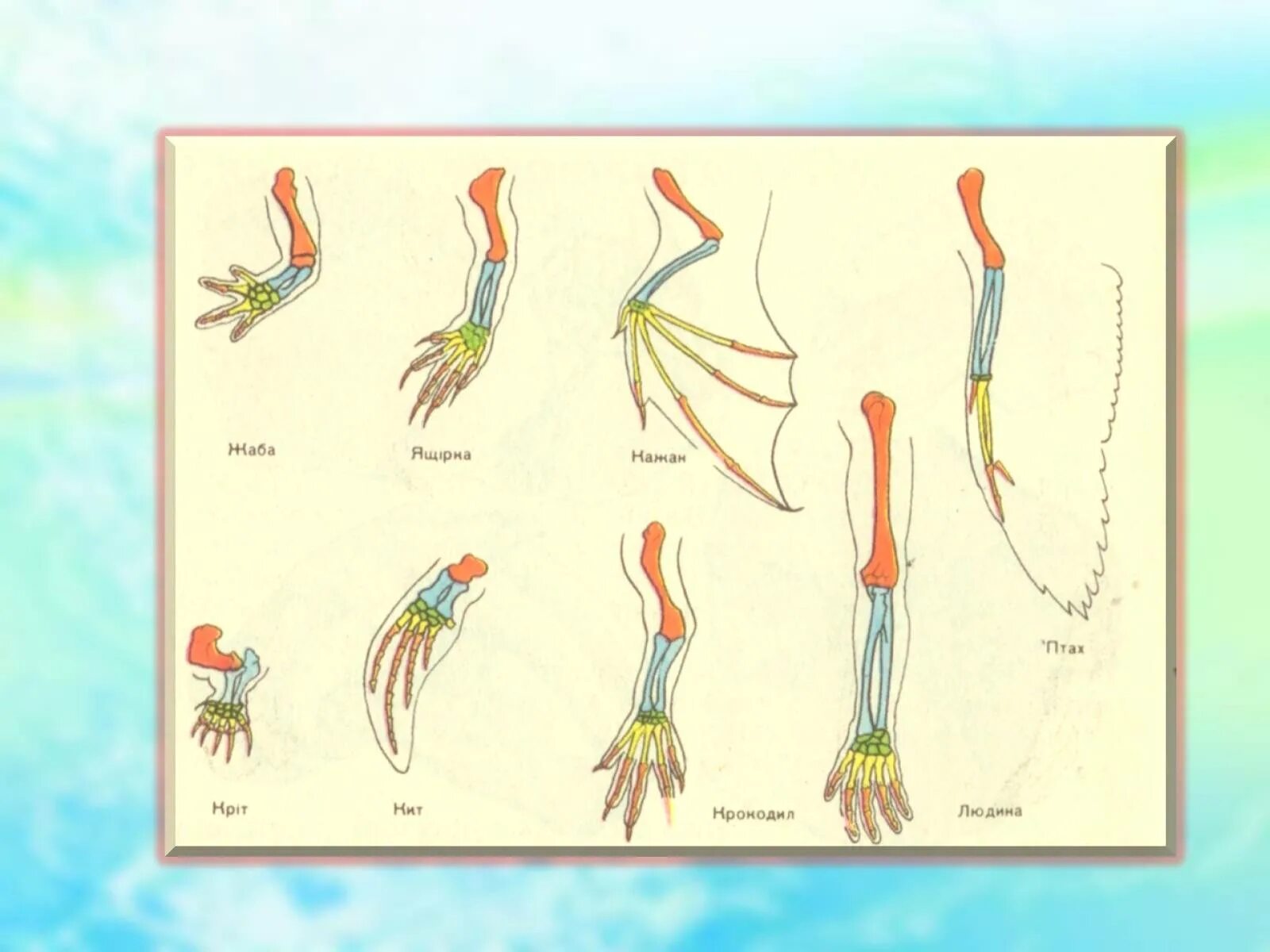 Гомологичные органы крыло птицы и ласты кита. Эволюция скелета конечностей хордовых. Скелет передних конечностей позвоночных. Схема строения конечности любого наземного хордового животного. Передние конечности позвоночных животных.