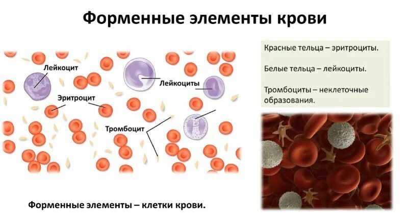 Белок фибриноген входит в состав эритроцитов лейкоцитов. Роль эритроцитов в крови человека. Лейкоциты фагоцитоз тромбоциты. Эритроциты фагоциты лейкоциты. Форма клетки эритроциты лейкоциты тромбоциты.