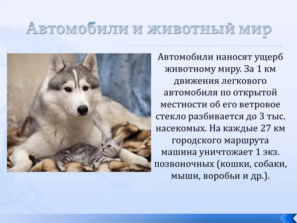 Ущерб животному миру. Экология животный мир. Ущерб машин для животного мира. Животные в загрязненной среде. Загрязнение окружающей среды животные.