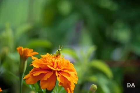 Tamron 28 200mm 2.8 5.6
