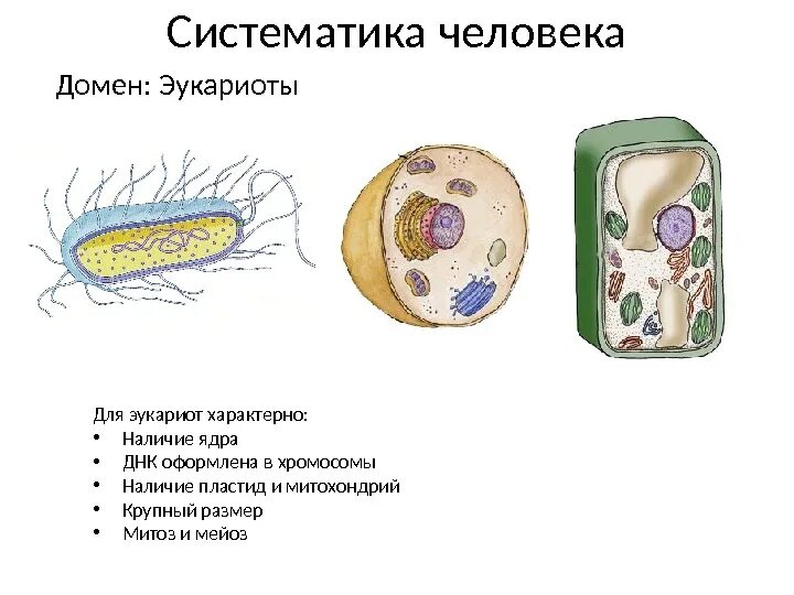 Наличие оформленного ядра характерно для. Эукариот рисунок. Домен эукариоты. Оформленное ядро характерно для. Организмы клетки которых содержат оформленное ядро