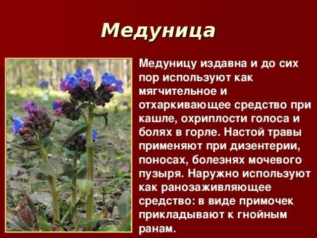 Медуница полезные свойства. Медуница медовая. Медуница жалит. Целебные свойства медуницы. Медуница лекарственное растение.