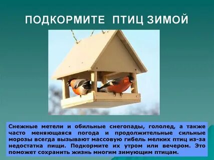 Проект поможем птицам