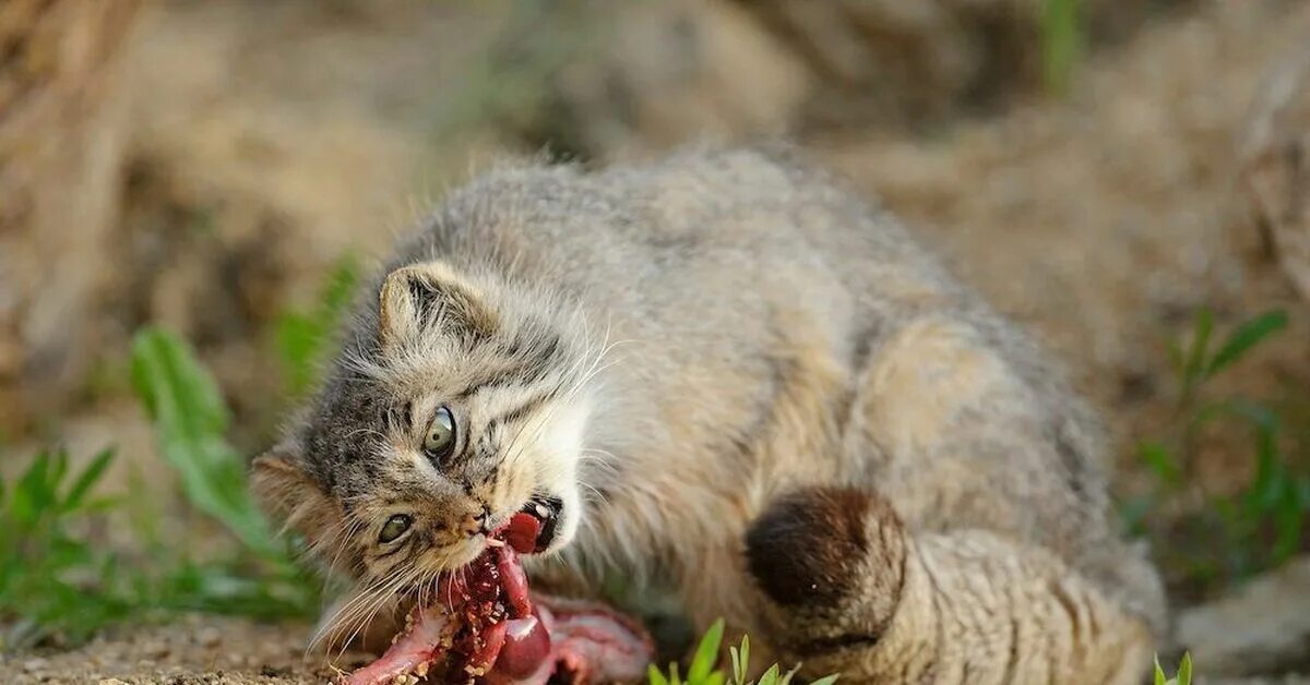Почему кошка съедает своих котят. Степной кот Манул. Дикий кот Манул охотится. Лесной кот Манул. Манул фото.