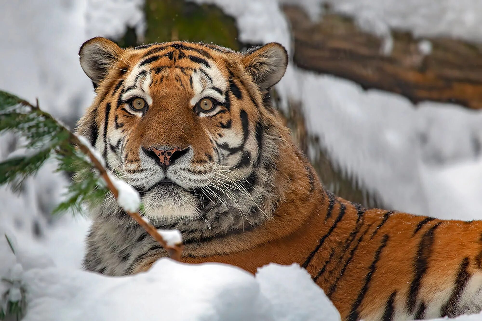 уссурийский (амурский) тигр уссурийский (амурский) тигр. амурск амурский тигр. уссурийский тигр и амурский тигр. уссурийский (амурский) тигр уссурийский (амурский) тигр. уссурийский тигр.