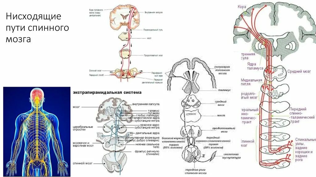 Нисходящий нервный путь. Нисходящие двигательные пути спинного мозга. Схема нисходящих путей спинного мозга.. Афферентные проводящие пути спинного мозга. Строение проводящих путей спинного мозга.