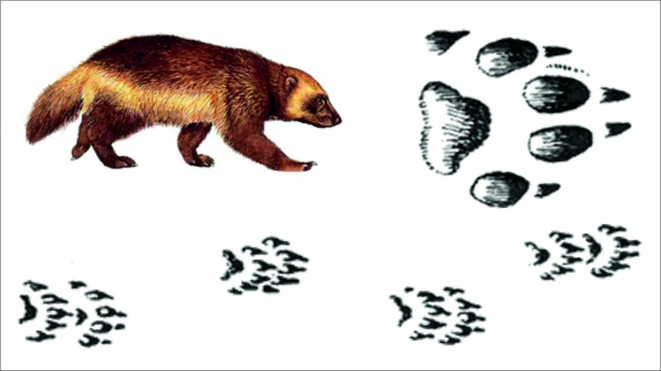 Следы зверей на земле. Отпечаток лапы на земле. Следы зверей на песке. Следы зверей на земле. Следы зверей на земле.