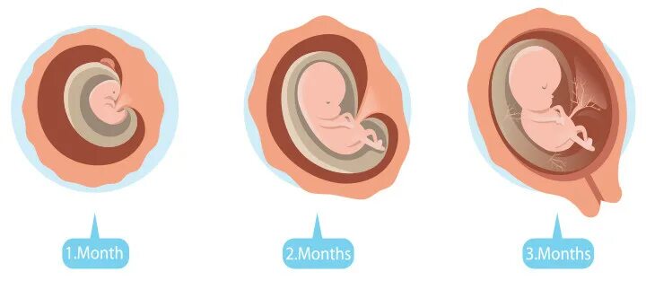 Ребенок в первые месяцы беременности. Ребёнок на 3 месяце беременности. Плод ребенка 1 триместр. Плод ребенка в 3 месяца беременности. Два месяца беременности.