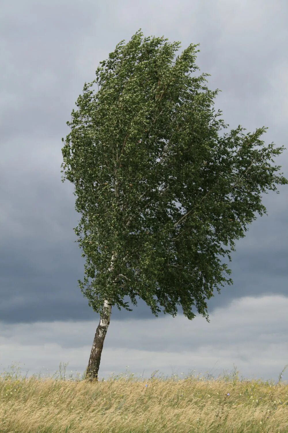 Изогнутая береза. Молодая береза. Березка гнется. Зимняя береза. Березка гнется.