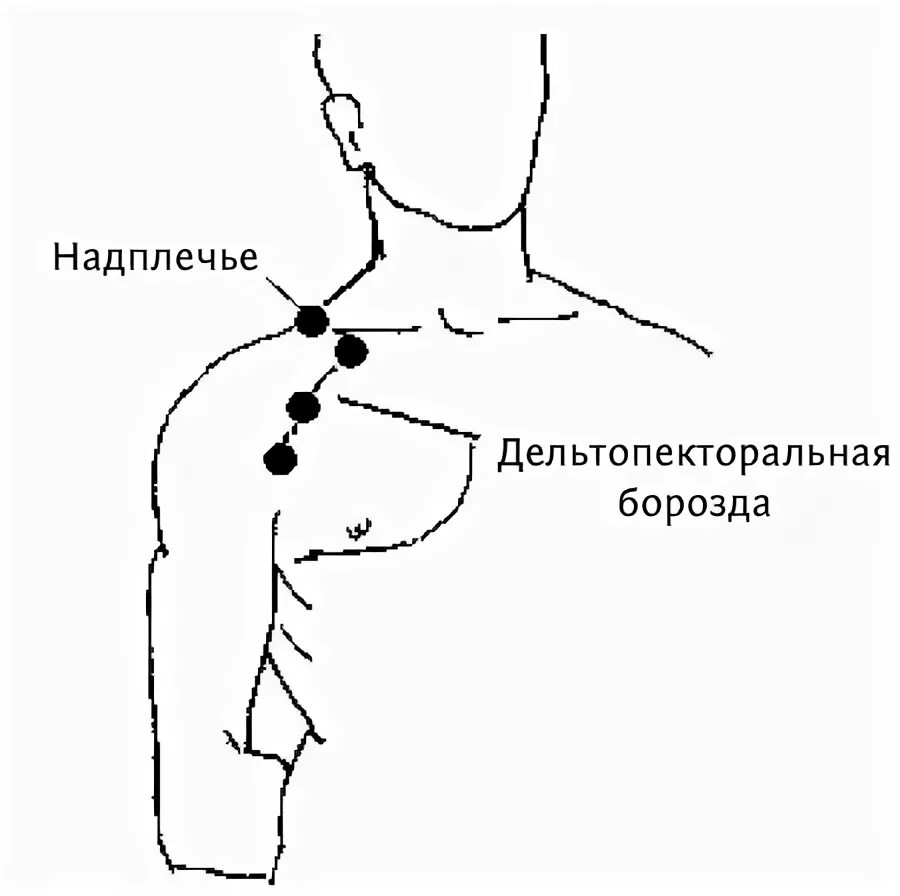 Надплечье. Где находится плечо у человека. Плечо и предплечье у человека. Где находится плечо и предплечье у человека.