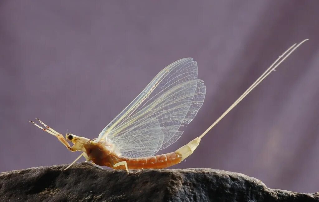 Отряд подёнки - Ephemeroptera. Бабочка поденка. Поденки двухвостые. Личинка бабочки поденки.