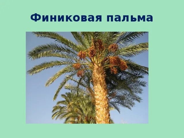 Финиковая пальма где растет природная зона. Финиковая Пальма растение двудомное. Финиковая Пальма Геншин. Перистый лист финиковой пальмы.