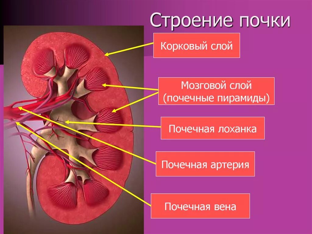 Корковый и мозговой слои почки. Корковый слой почки строение. Макроскопическое строение почки человека. Мозговой слой почки строение. Укажите края почки