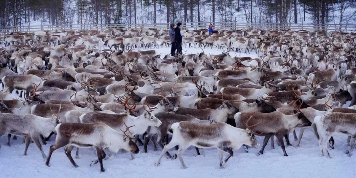 Оленеводы норвегии. Стадо оленей в тундре. Стадо оленей. Оленье стадо в тундре. Стадо оленей.
