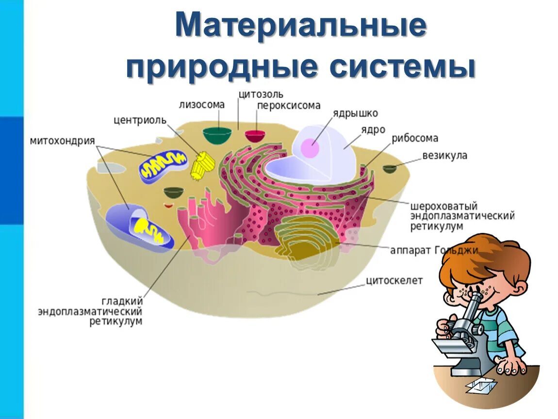 Строение эукариотических клеток схема. Клетка строение эукариотической клетки. Биология 11 класс: строение клетки эукариот. Строение животной клетки эукариот.