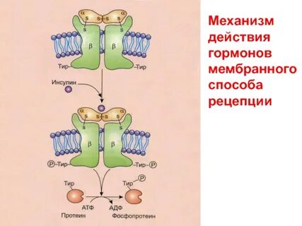Мембранный тип