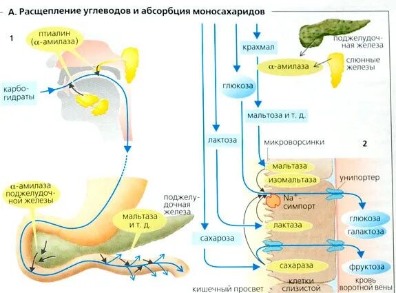 Где расщепляются белки и углеводы. Схема переваривания углеводов в ЖКТ. Схема процесса расщепления углеводов. Схема процесса расщепления белка в организме. Процесс расщепления и всасывания углеводов схема.