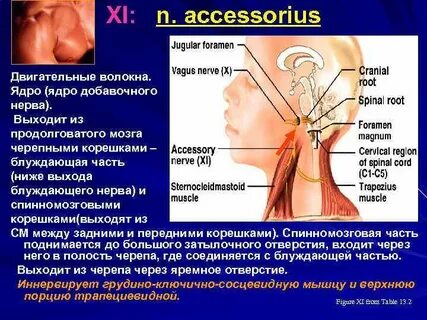 Accessorius