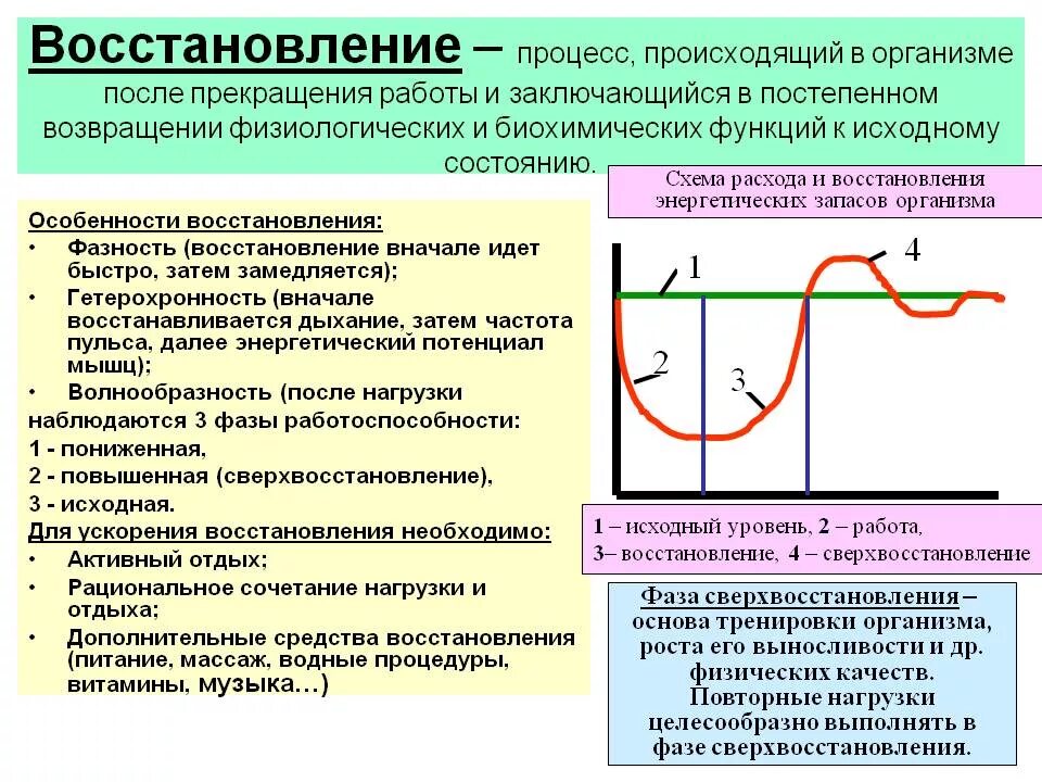 Нагрузка на организм после. Восстановительные процессы в организме. Процессы восстановления после работы.. Процесс восстановления мышц. Восстановление после физических нагрузок.