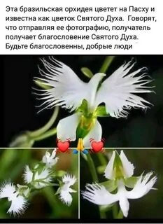 Любимые цветы святых