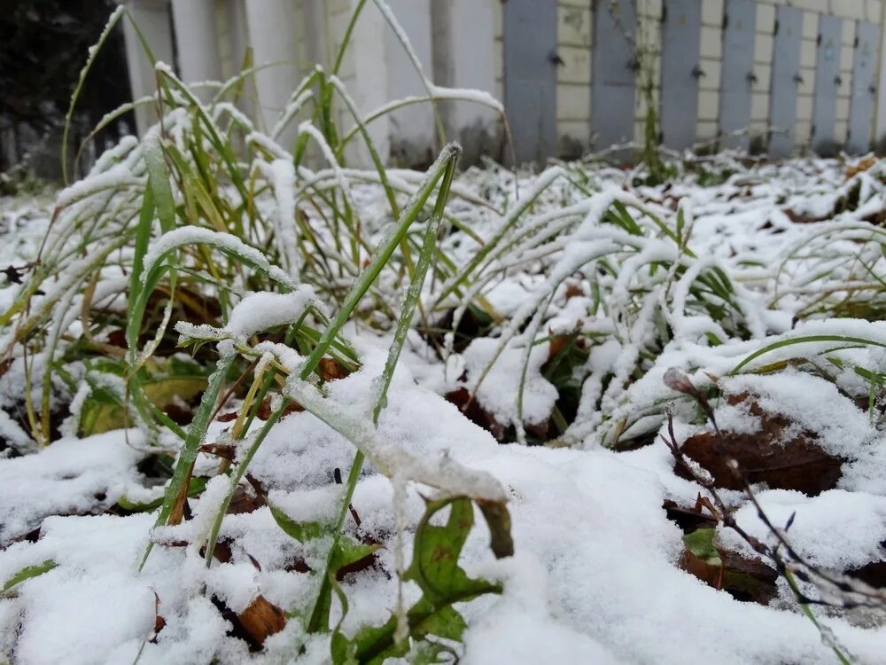 Припорошило снегом. Трава припорошенная снегом. Земля припорошенная снегом. Припорошил снежок.