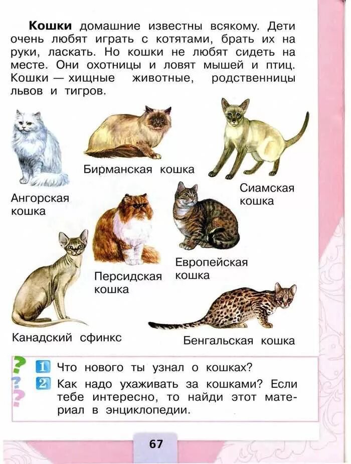 Кошка 1 часть. Литературное чтение про кошек. Породы кошек задания. Кошка 1 класс. Породы кошек 1 класс литературное чтение.