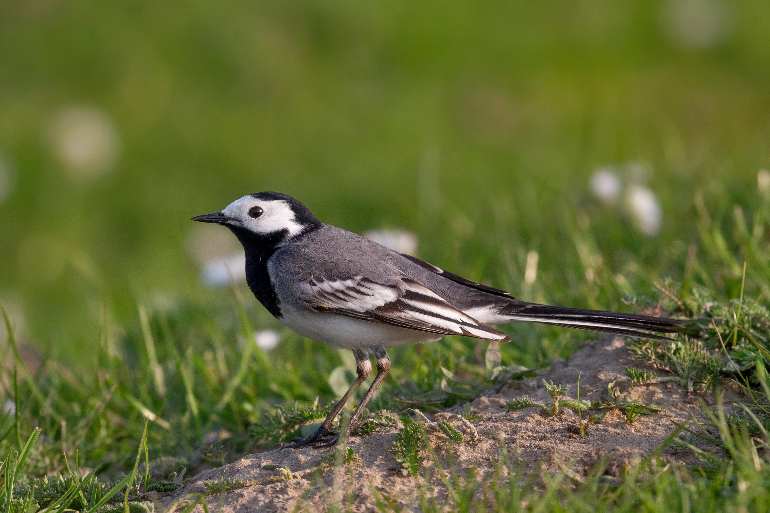 Как поет трясогузка. Белая трясогузка Motacilla Alba. Мадагаскарская трясогузка. Трясогузка Луговая птица. Трясогузка Перелетная птица.