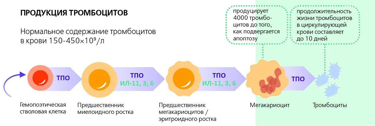 Тромбоцитах делают операцию. Иммунная тромбоцитопения. Число мегакариоцитов при иммунной тромбоцитопении. Гиперспленизм тромбоцитопения. Отшнуровка тромбоцитов в костном мозге.