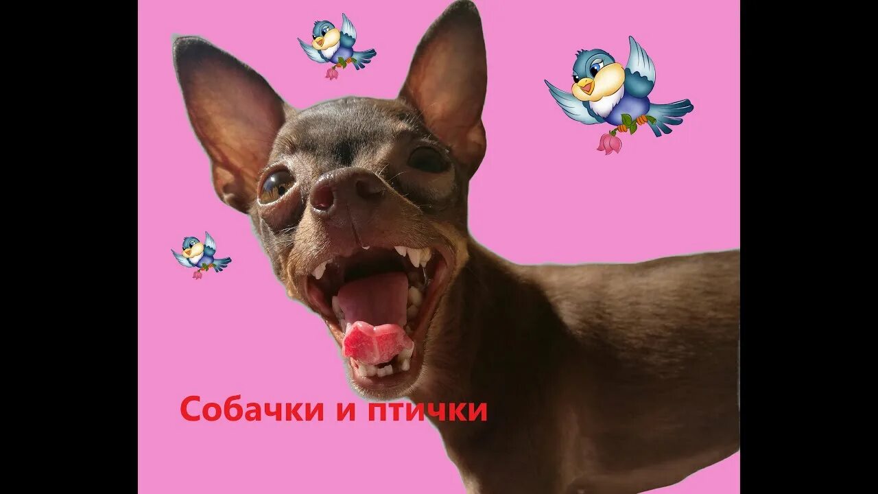 Песня хочу собачку