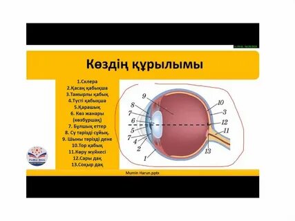 Порно түсіру кезінде болатын күлкілі жағдайлар