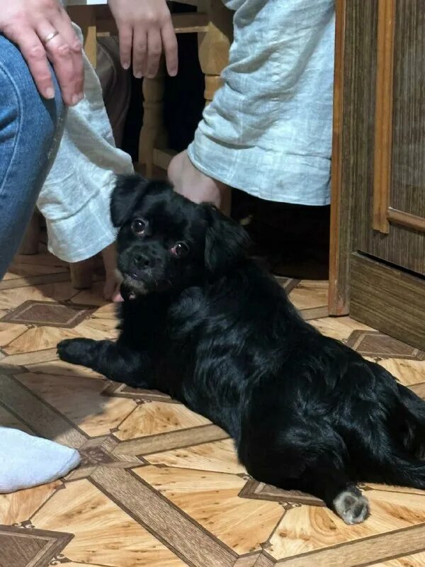 потеряшки брянская область. лайка дворняжка. смешные картинки без текста. потеряшки брянская область. потеряшки луганска.