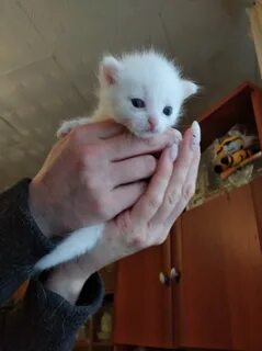 Домашние животные твери