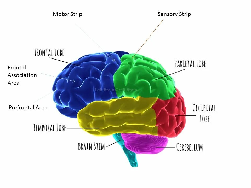 Parts of the Brain. Human Brain structure.