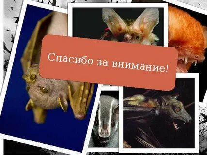 Группа рукокрылые