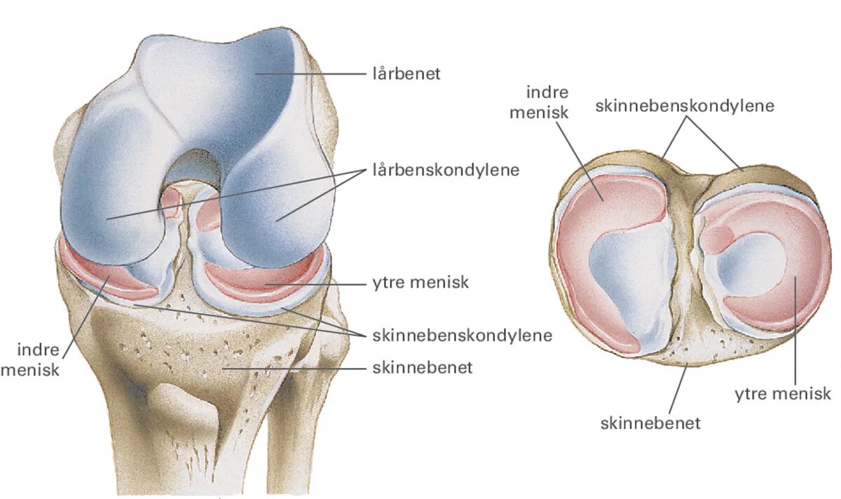 Мениски коленного сустава анатомия. Мениск коленной чашечки что это такое. Коленный мениск анатомия. Внутренний мениск коленного сустава анатомия. Структурные изменения мениска