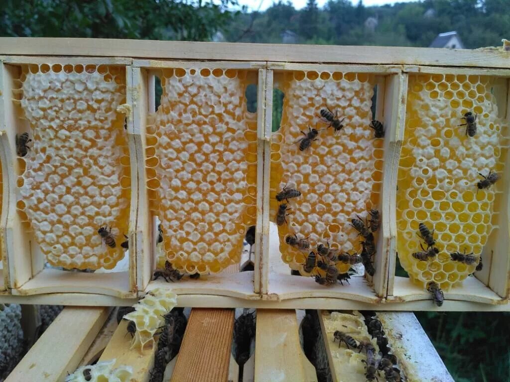 Пасека. Соты меда. Улей продукты. Рамка с сотами. Пчелиные соты с медом.