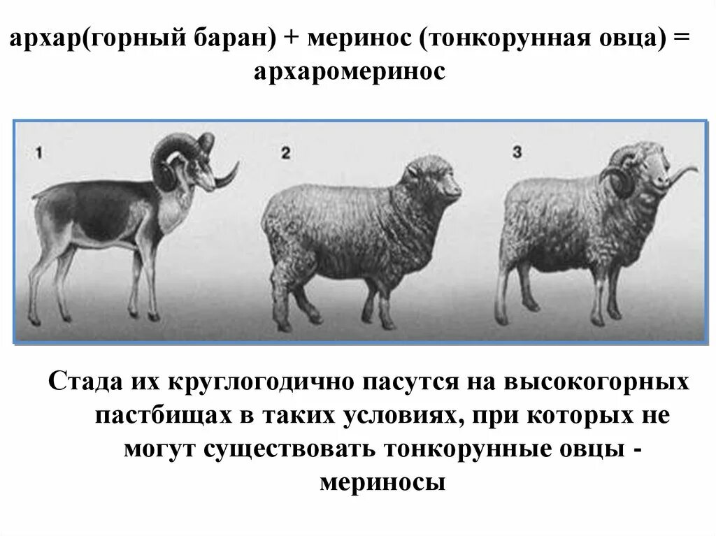 Тонкорунные овцы меринос + дикий баран Архар = архаромеринос. Селекцияживтоных тонкокурые овцы. Архаромеринос породы Баранов. Архаромеринос порода овец.