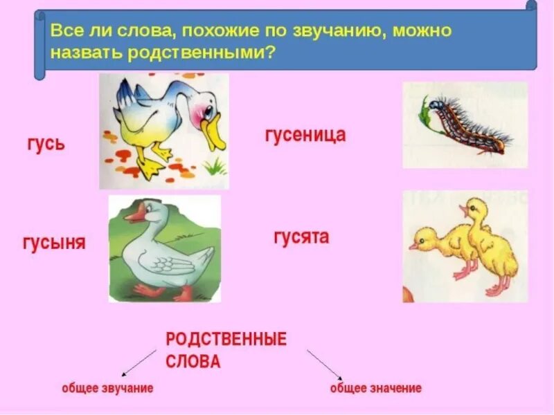 Слова с одинаковым корнем. Родственные слова гусь. Родственные слова 2 класс. Урок родственные слова. Какая орфограмма в слове гусыня.