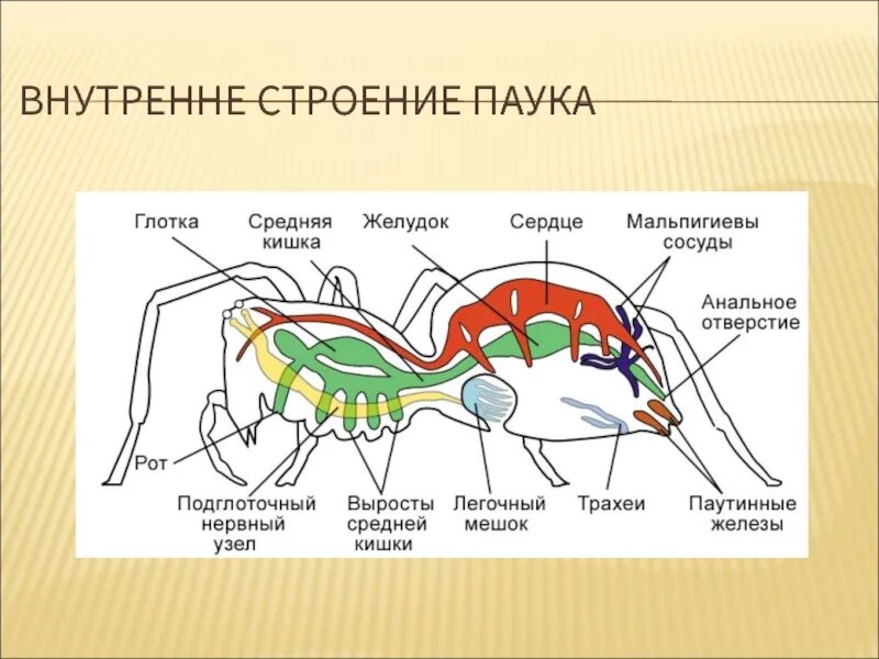 Перечисли паукообразных. Строение пищеварительной системы паукообразных. Строение пищеварения паука. Внутреннее строение паукообразных. Пищеварительная система паука крестовика.