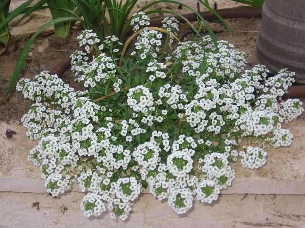 Как ухаживать за алиссумом