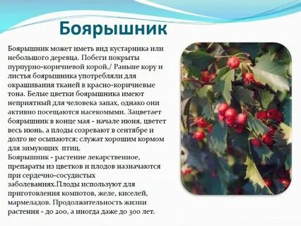 Боярышник особенности