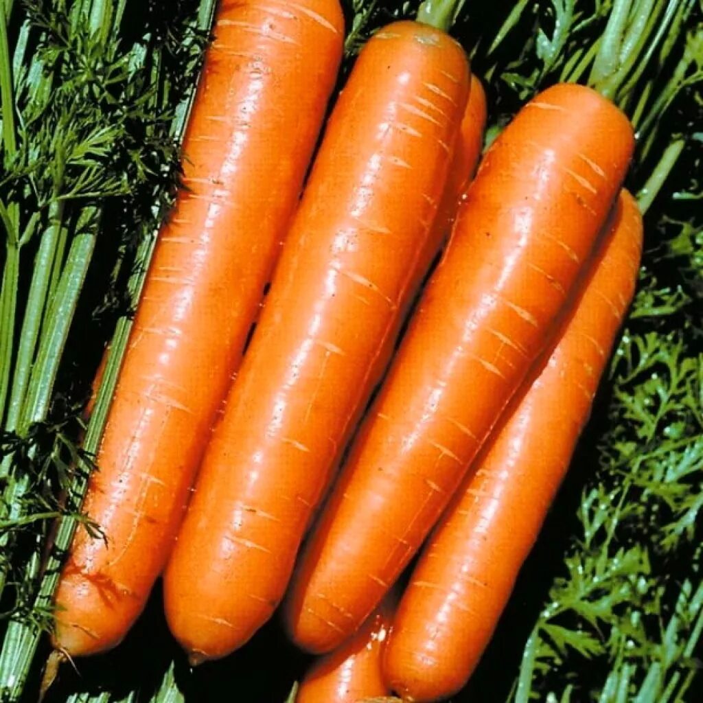 Какая морковь сладкая. Морковь сорт Шантеклер.