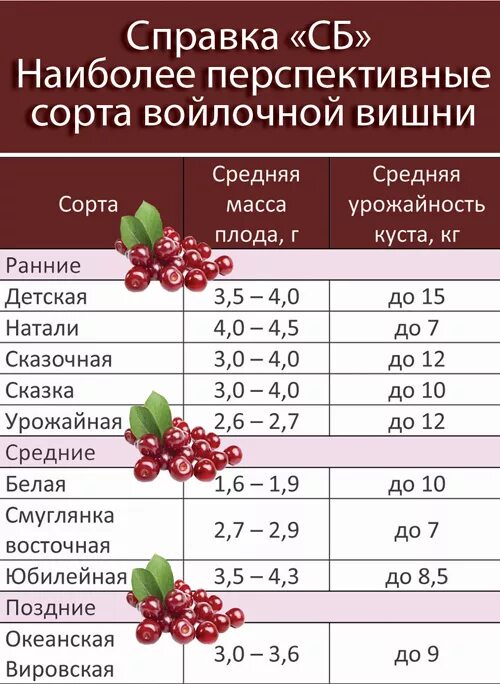 Ягоды кислотность. Кислотность вишни. Кислотность ягод таблица. Вишня кислотность ягод. Кислотность вишневого сока.