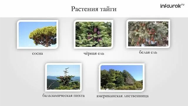 Описание тайги северной америки. Растения тайги. растения северной америки. растительный мир северной америки. зона тайги северной америки.