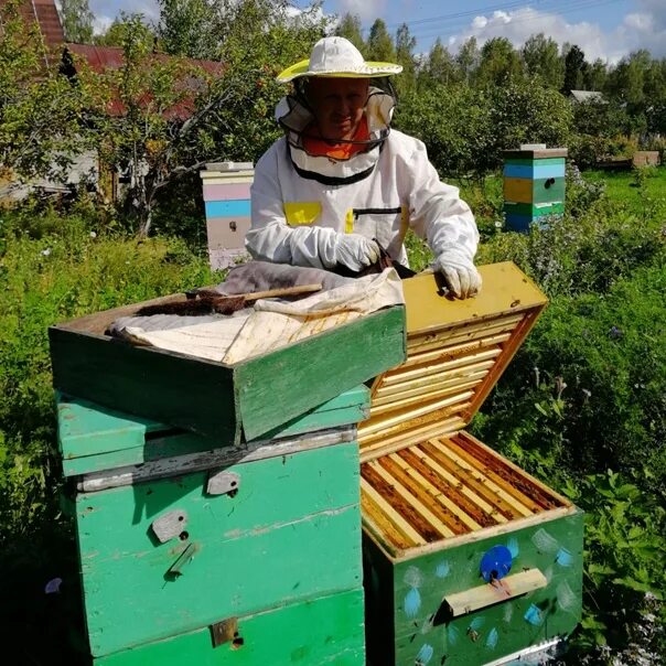 Песня пчела пчеловод. Пчеловод КАМАЗ 5320. Пчеловод Есипов Руза. Матюшкин пчеловод Кемерово. Шавалеев риф пчеловод.