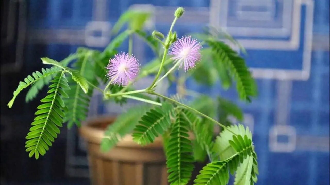 Мимоза стыдливая. Цветок Мимоза стыдливая. Мимоза стыдливая дерево. Mimosa pudica (Мимоза). Можно вырастить мимозу в домашних условиях